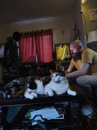 Lost cat