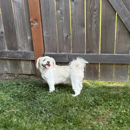 Found dog