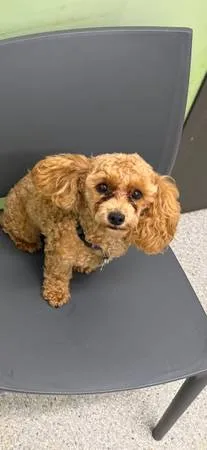 Lost dog