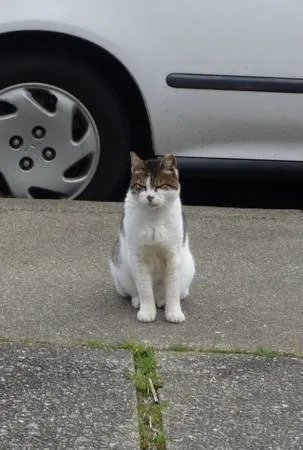Lost cat