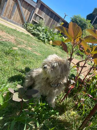 Found dog