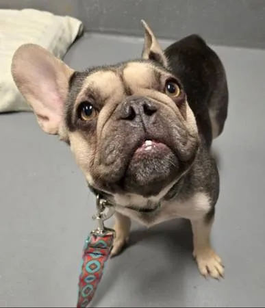 Found dog