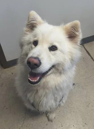 Found dog