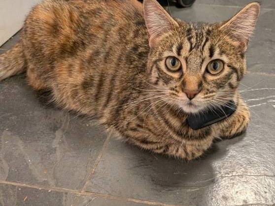 Lost cat