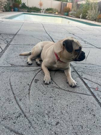 Found dog