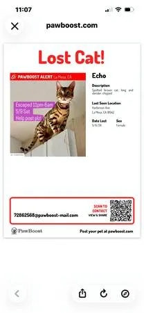 Lost cat