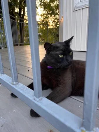 Found cat
