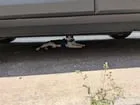 Found cat