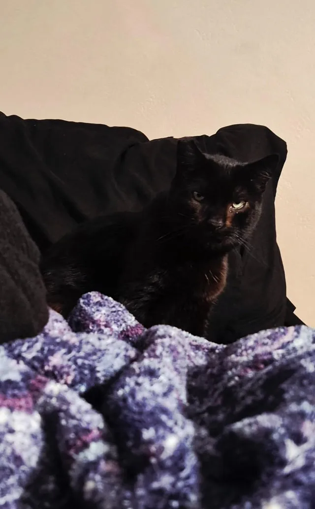 Lost cat