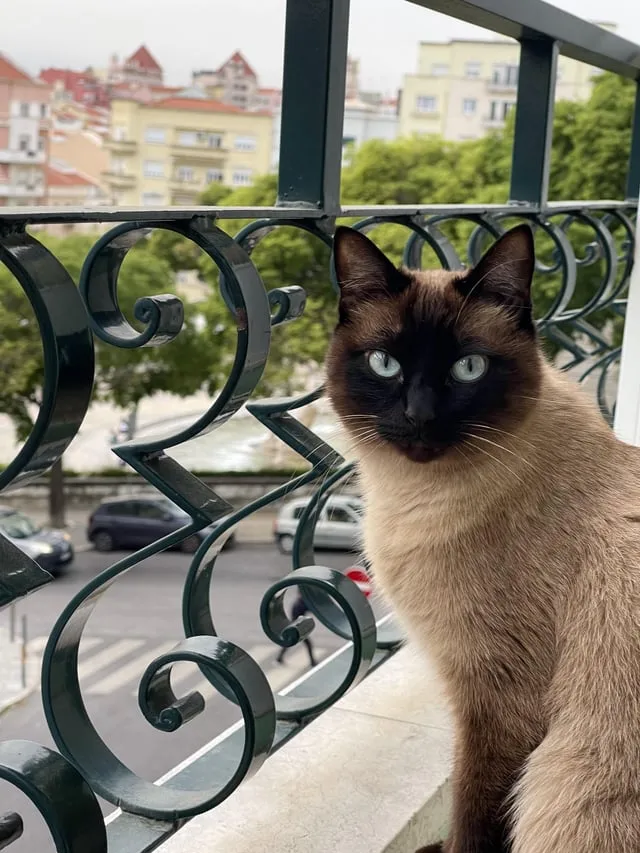 Lost cat