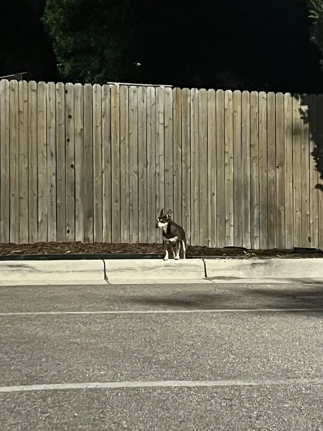 Found dog