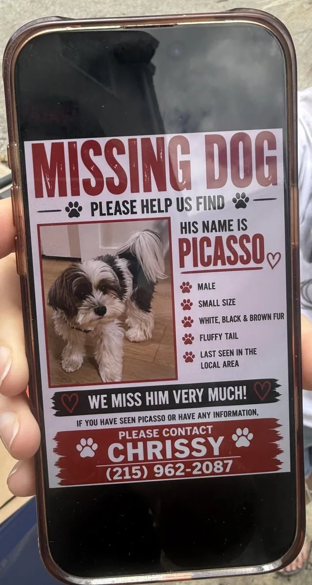 Lost dog