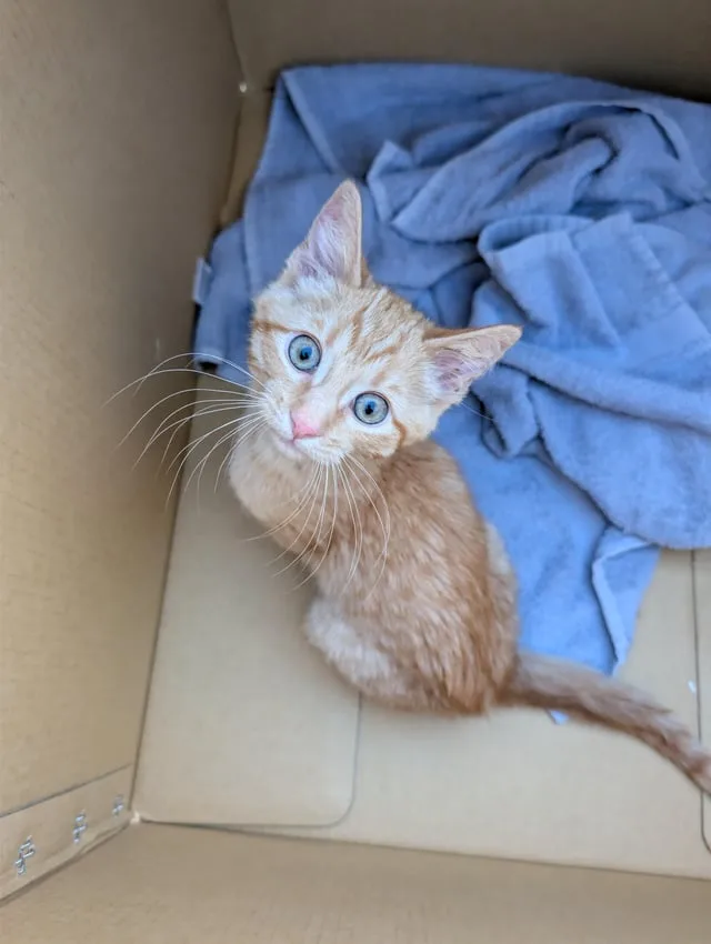 Found cat