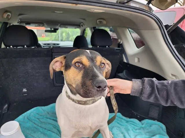 Found dog