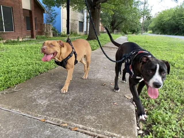 Found dog