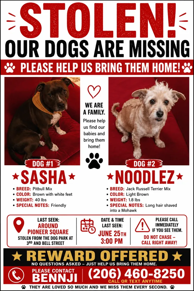 Lost dog