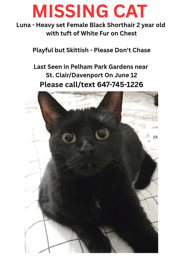 Lost cat