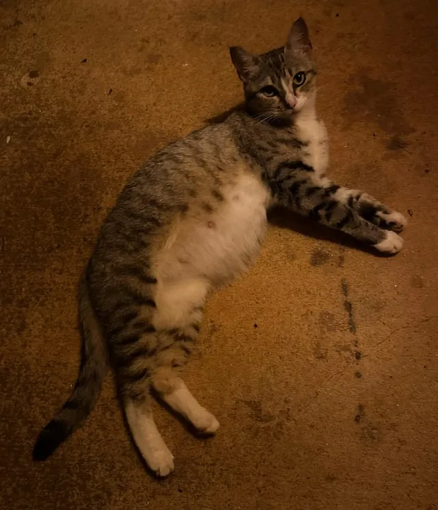 Found cat