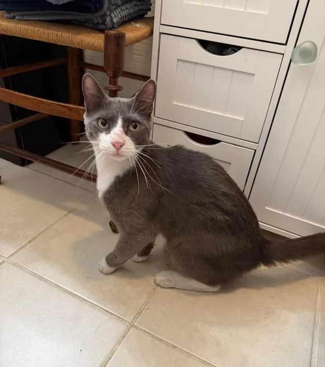 Found cat