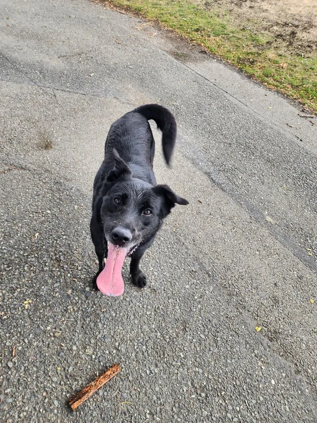 Found dog