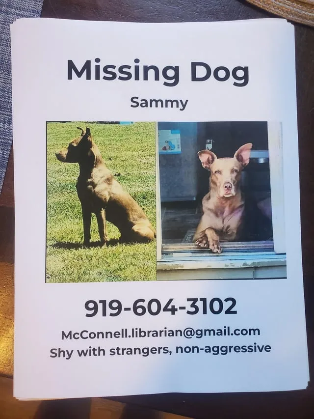 Lost dog