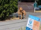 Found dog
