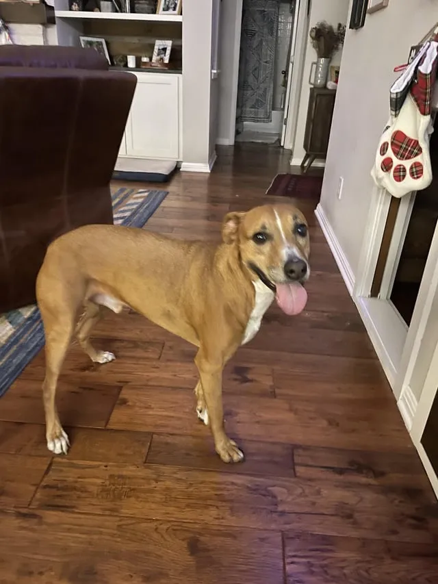 Found dog