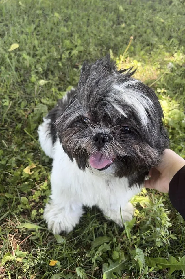 Found dog