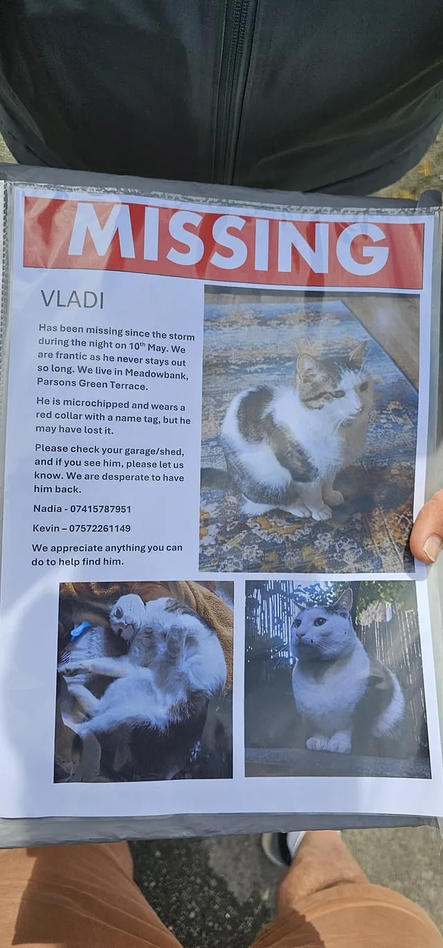 Lost cat