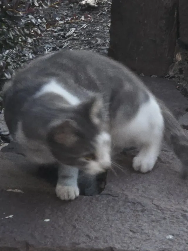 Found cat