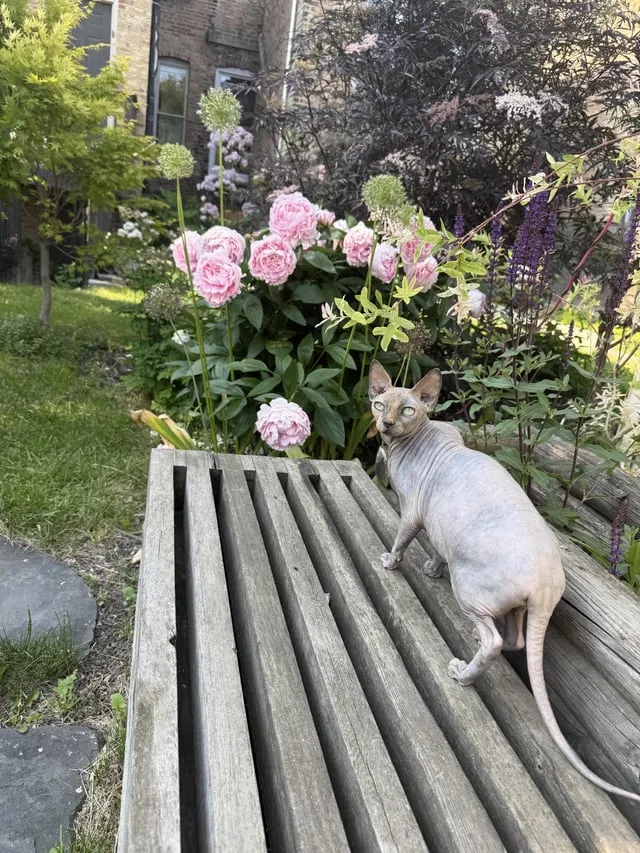 Lost cat