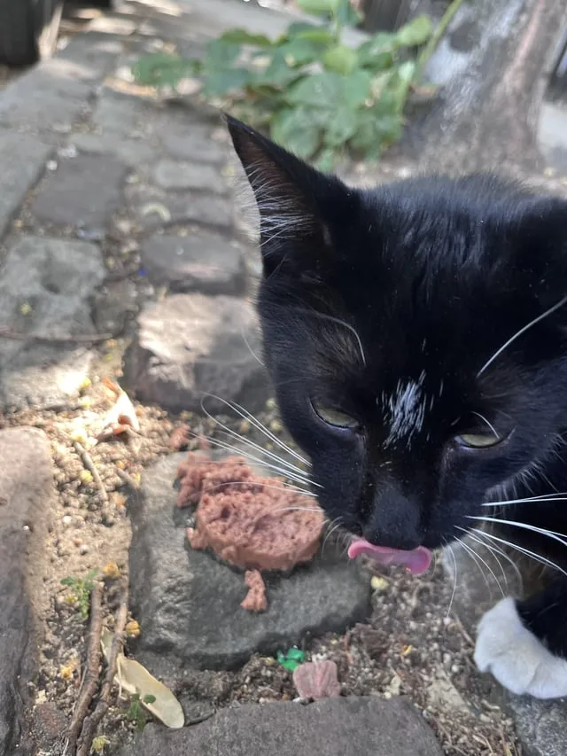 Found cat