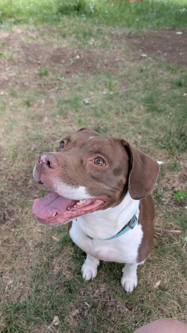 Found dog