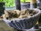 Lost cat