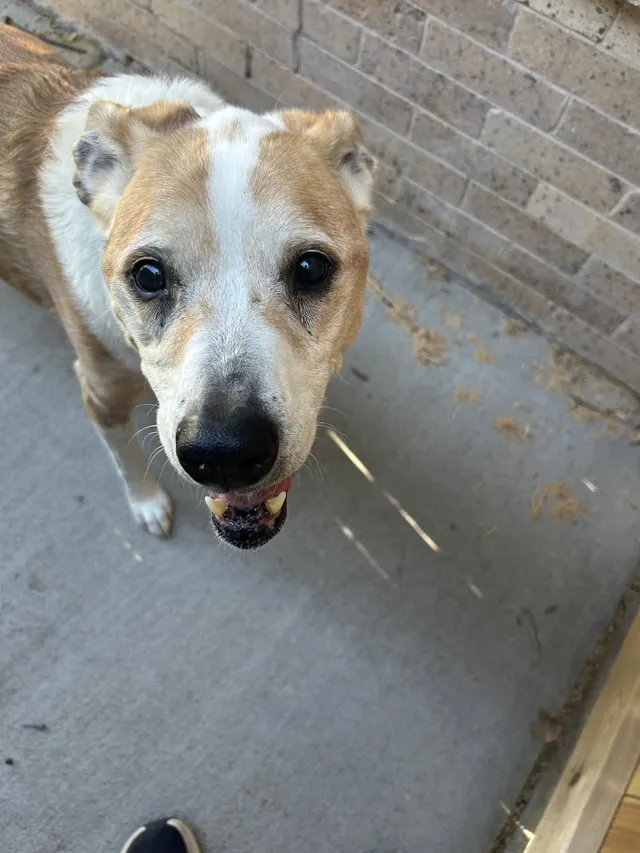 Found dog