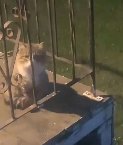 Found cat