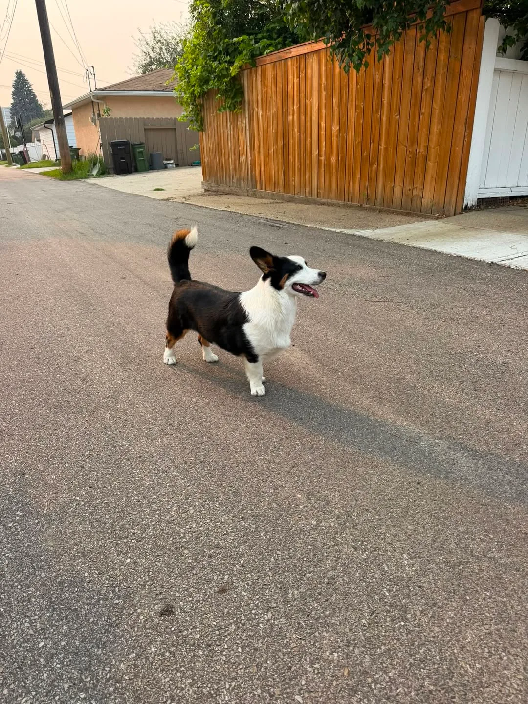 Found dog