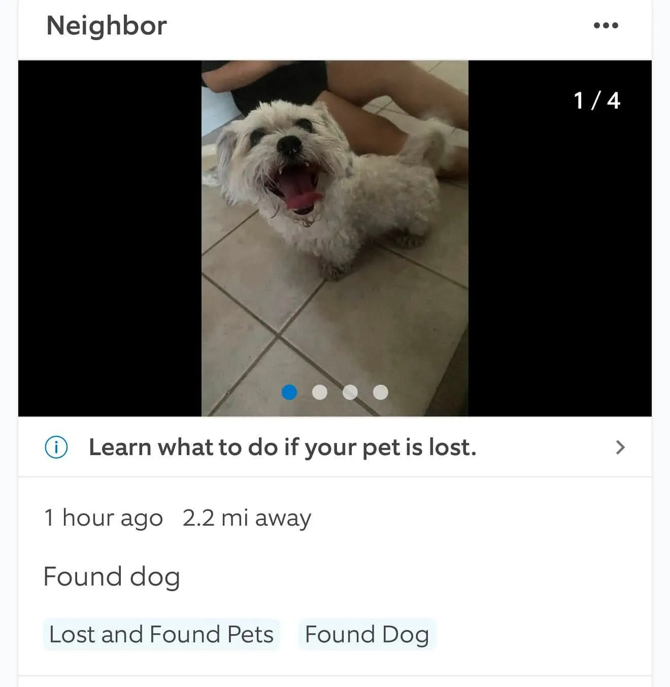 Found dog