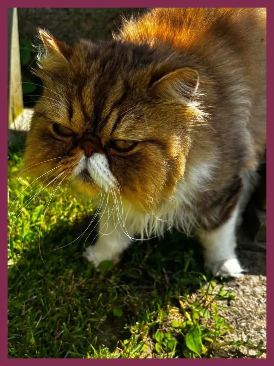 Found cat