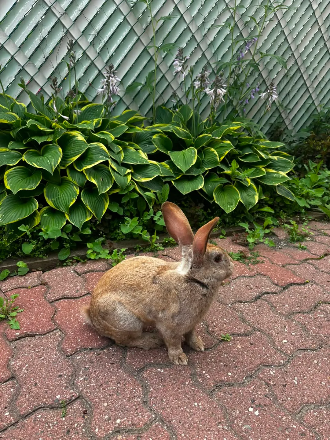 Found rabbit
