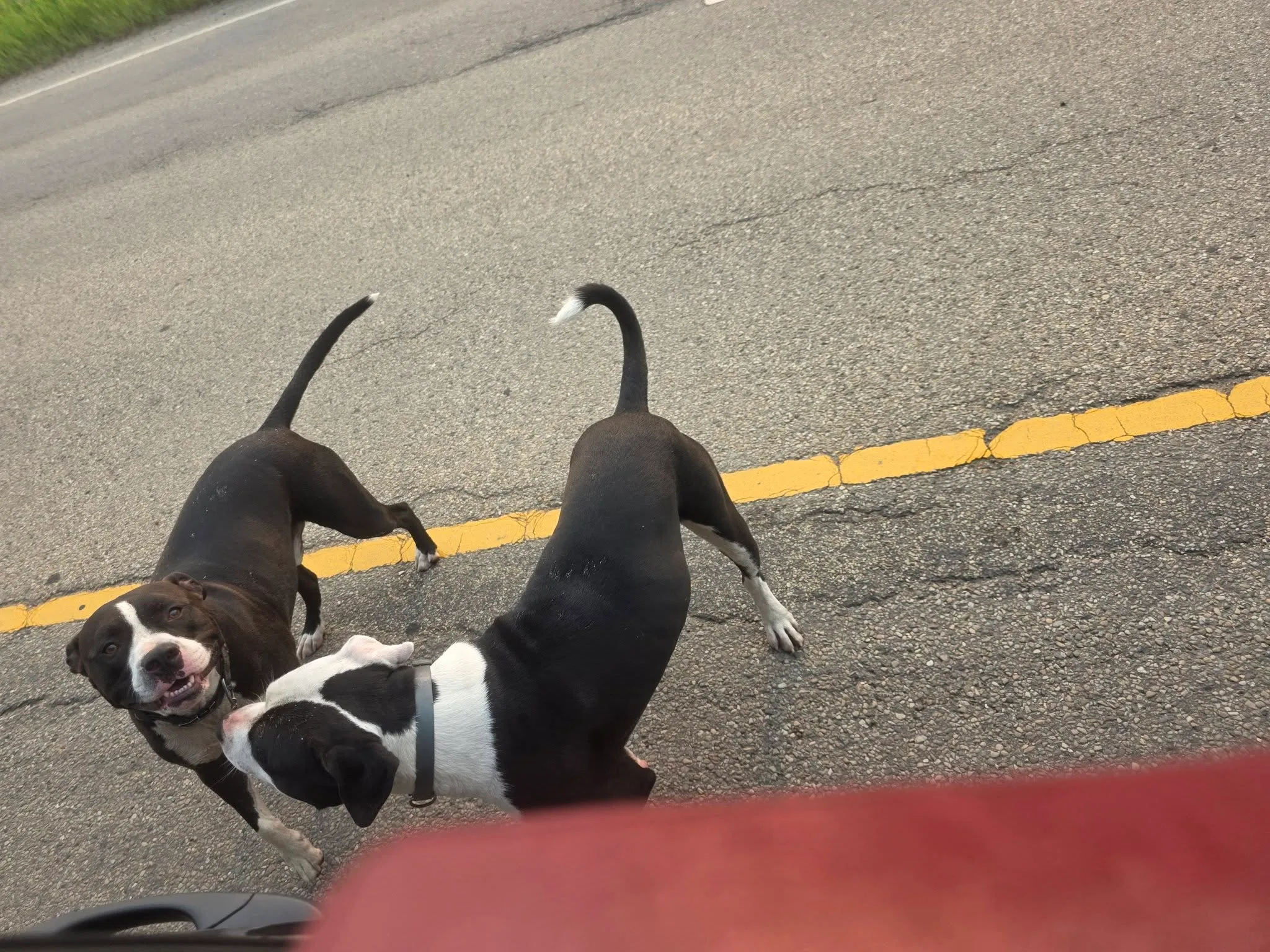 Found dog
