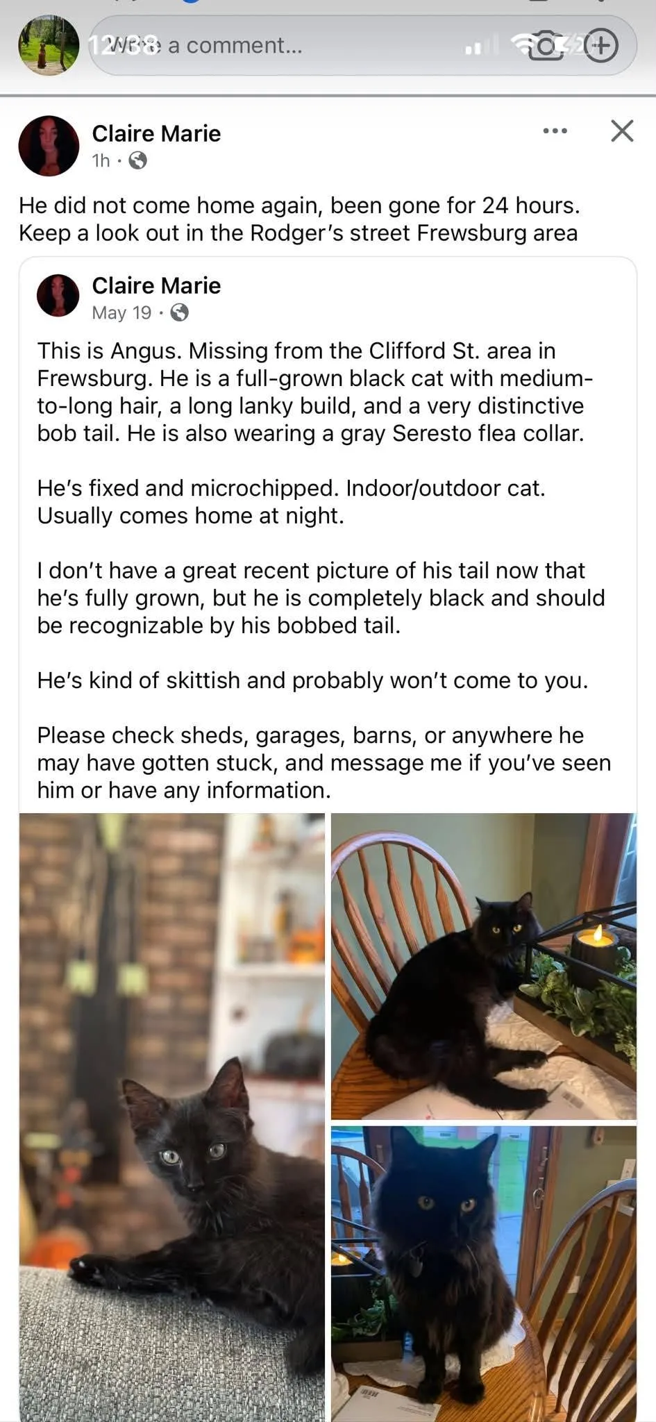 Lost cat