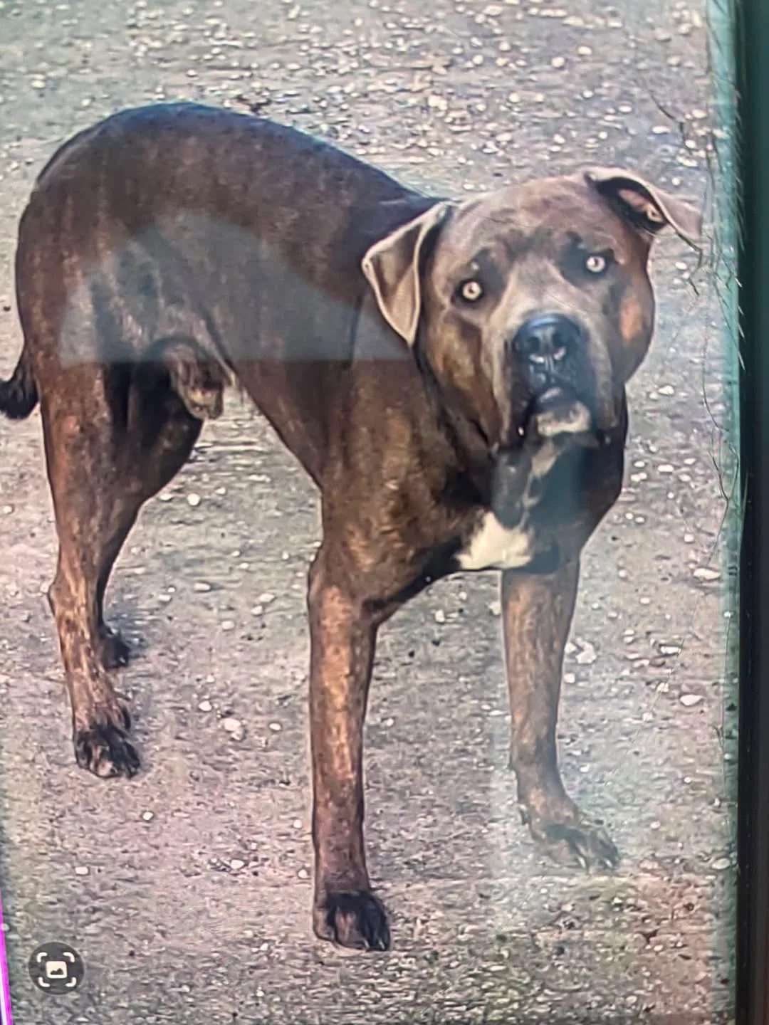 Found dog