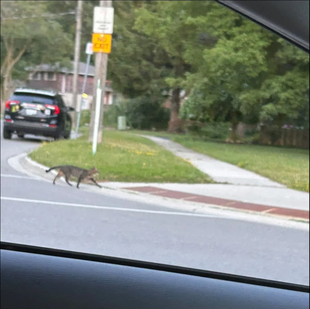 Found cat