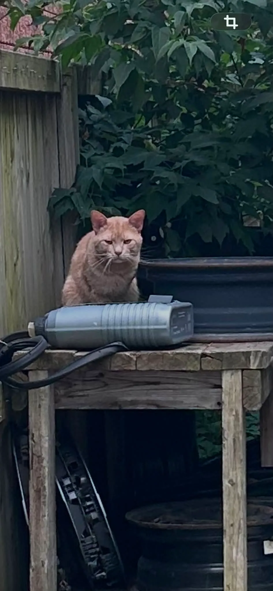 Found cat
