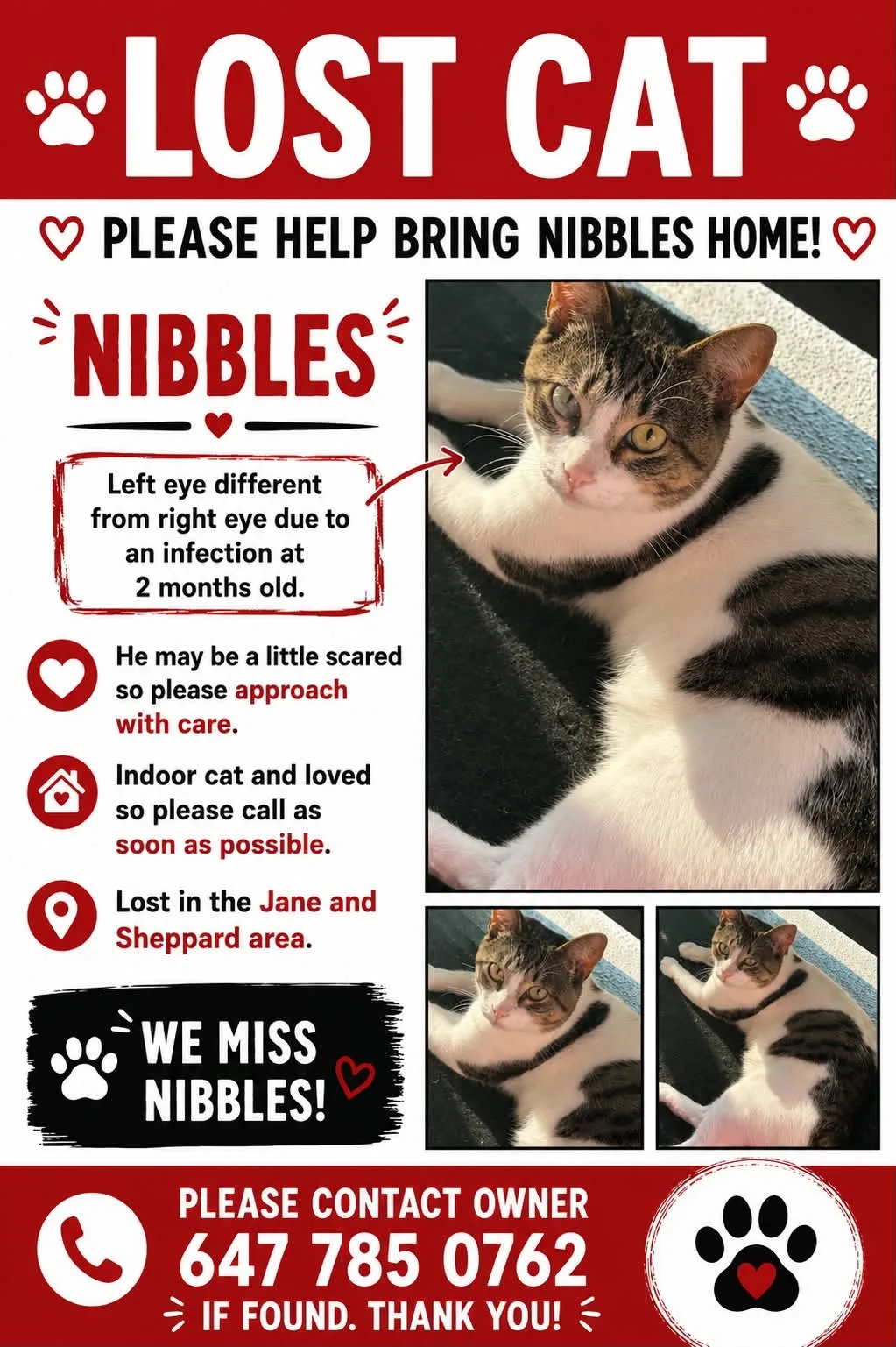 Lost cat