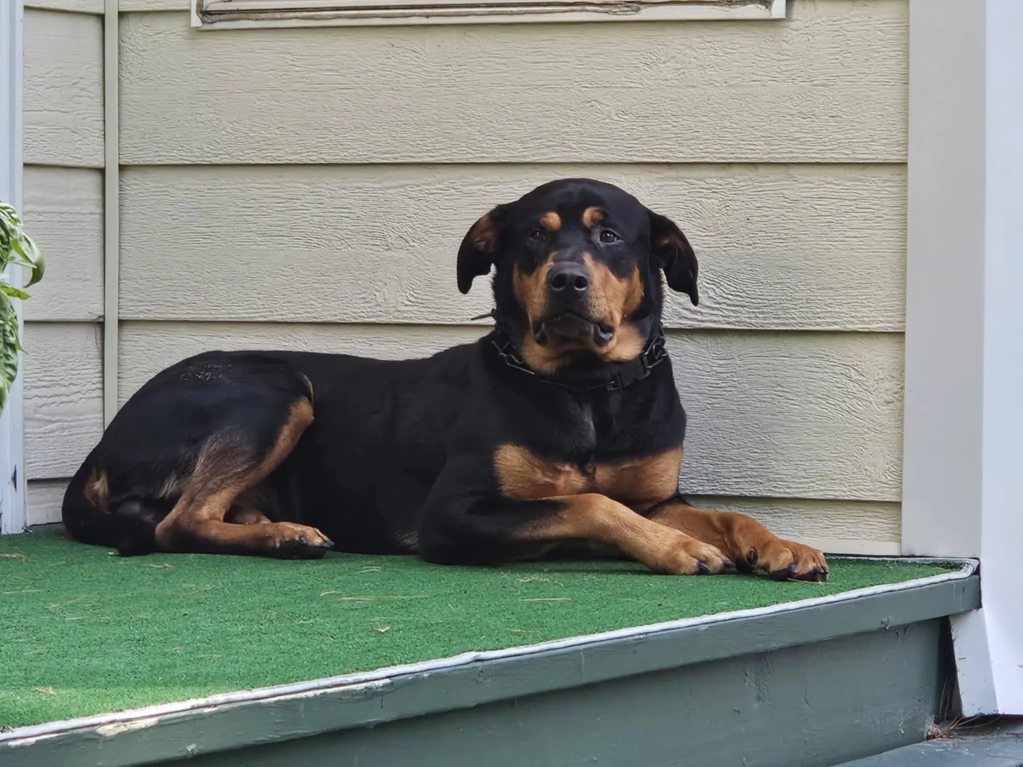 Found dog