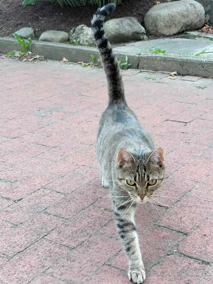 Found cat