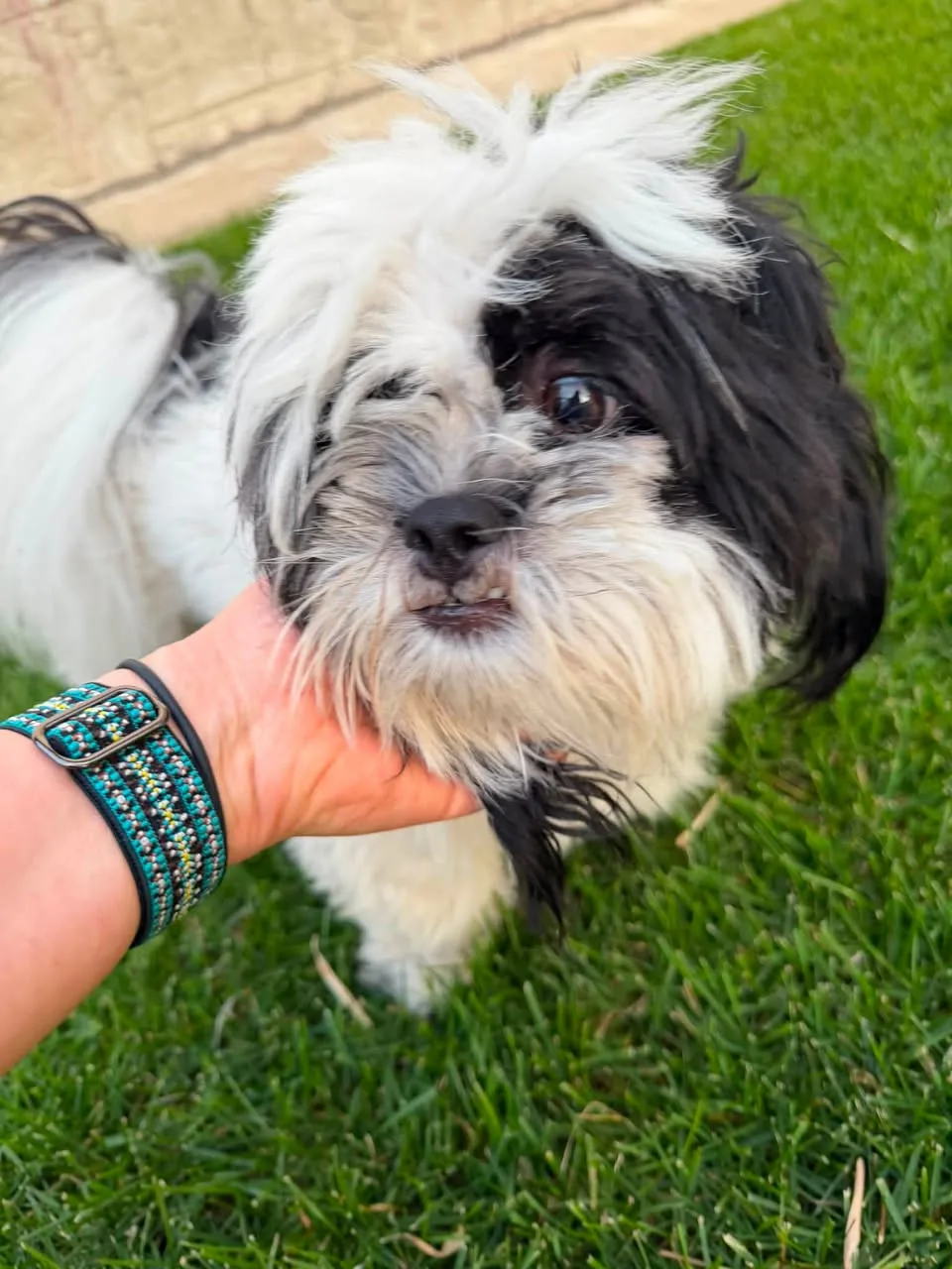 Found dog