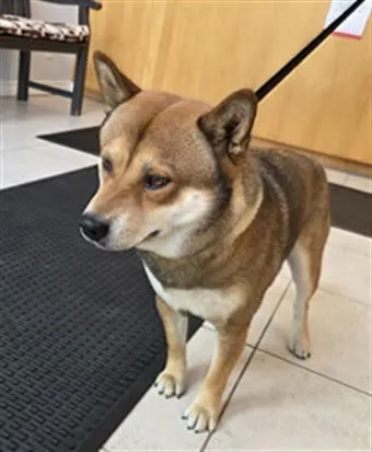 Found dog